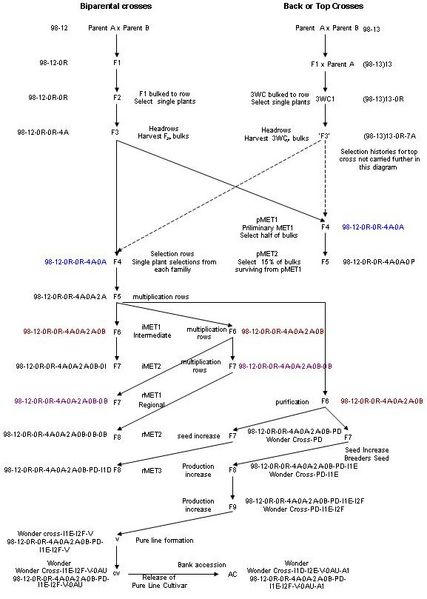 File:Modified pedigree plant breeding program.JPG